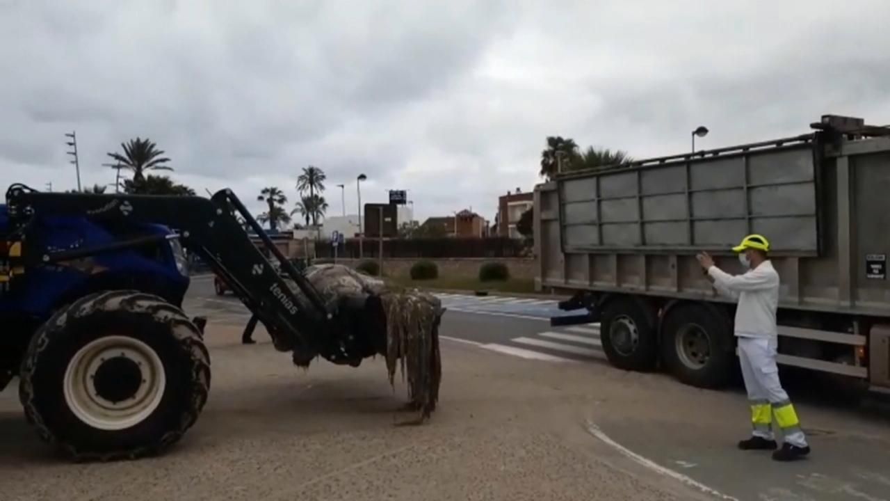 Les autoritats retiren el calamar gegant