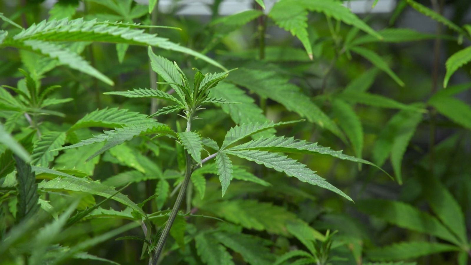 L'ús del cànnabis terapèutic podria canviar la vida de moltes persones que viuen amb dolor