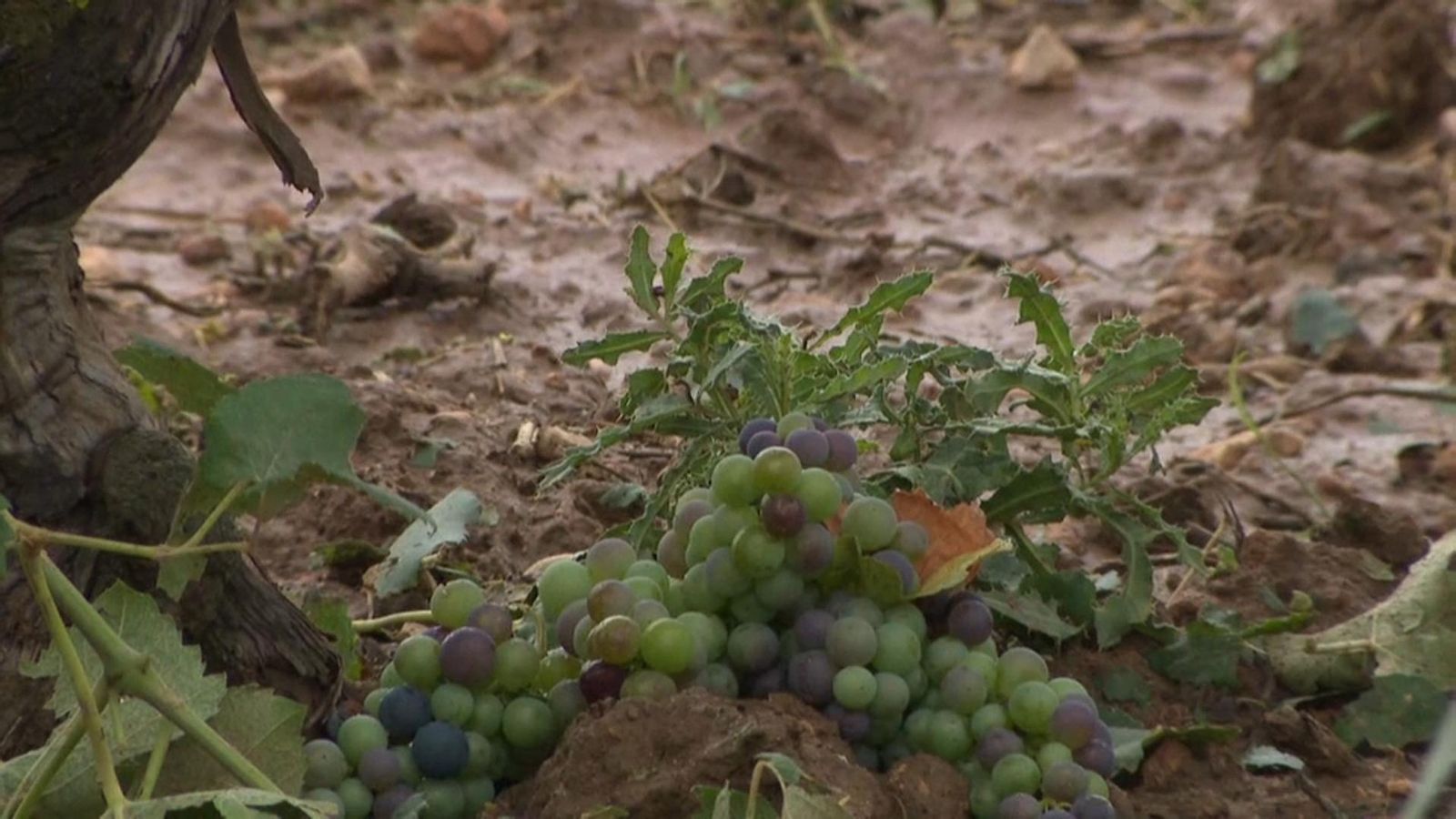 Així és com ha quedat el raïm després de les intenses granissades a la Plana d'Utiel-Requena | À Punt NTC