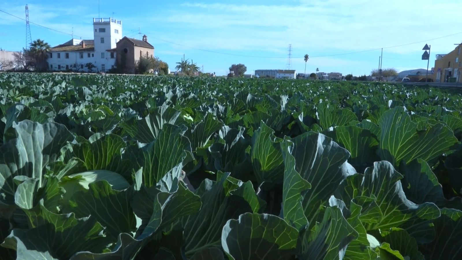 El fred, beneficiós per al camp