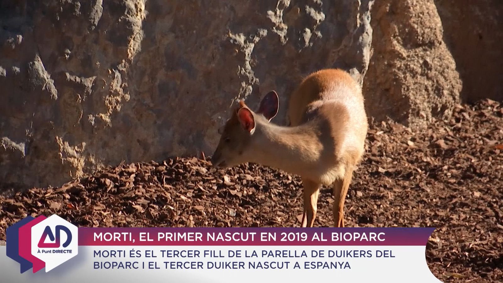 Espècies en perill d’extinció