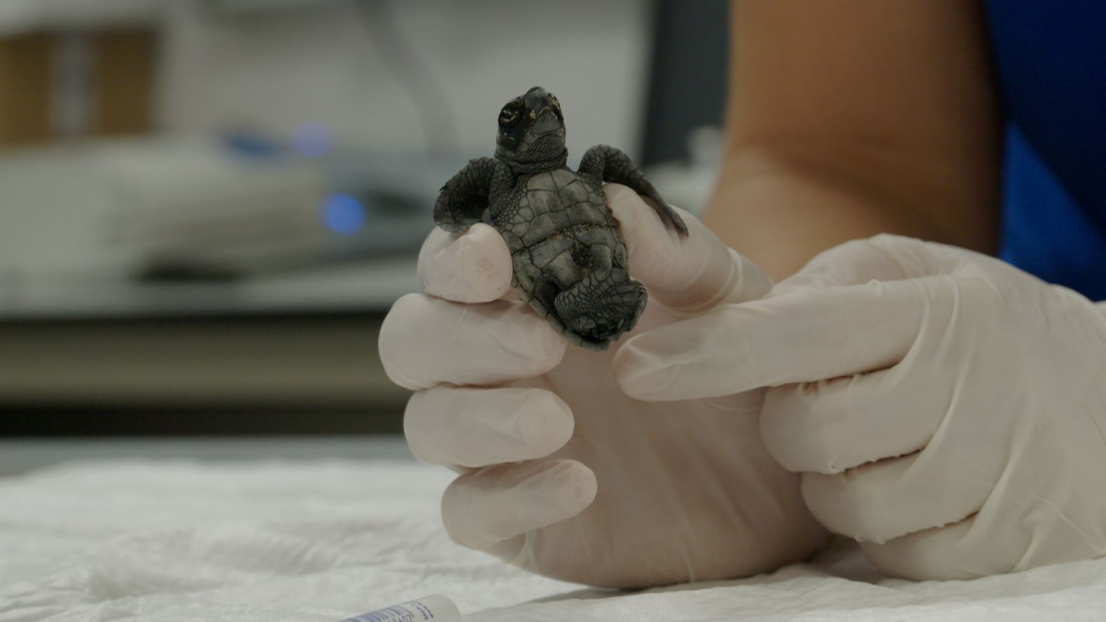 Vigilants de la platja | Miracles de la vida
