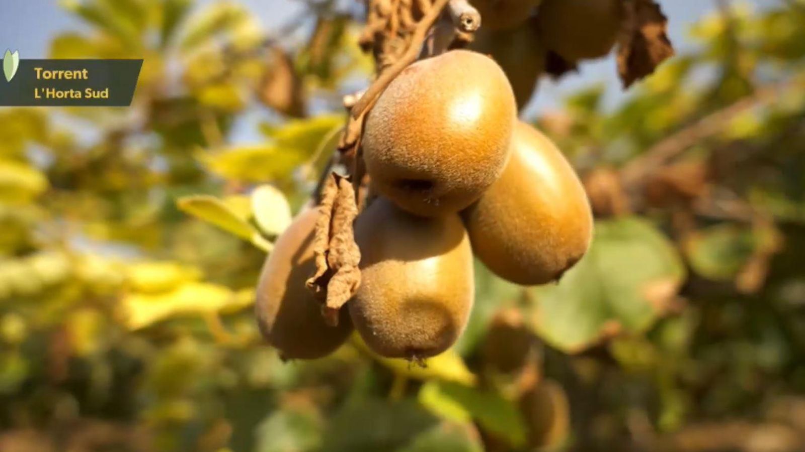 Et mostrem com cultiven el kiwi groc a l'Horta Sud