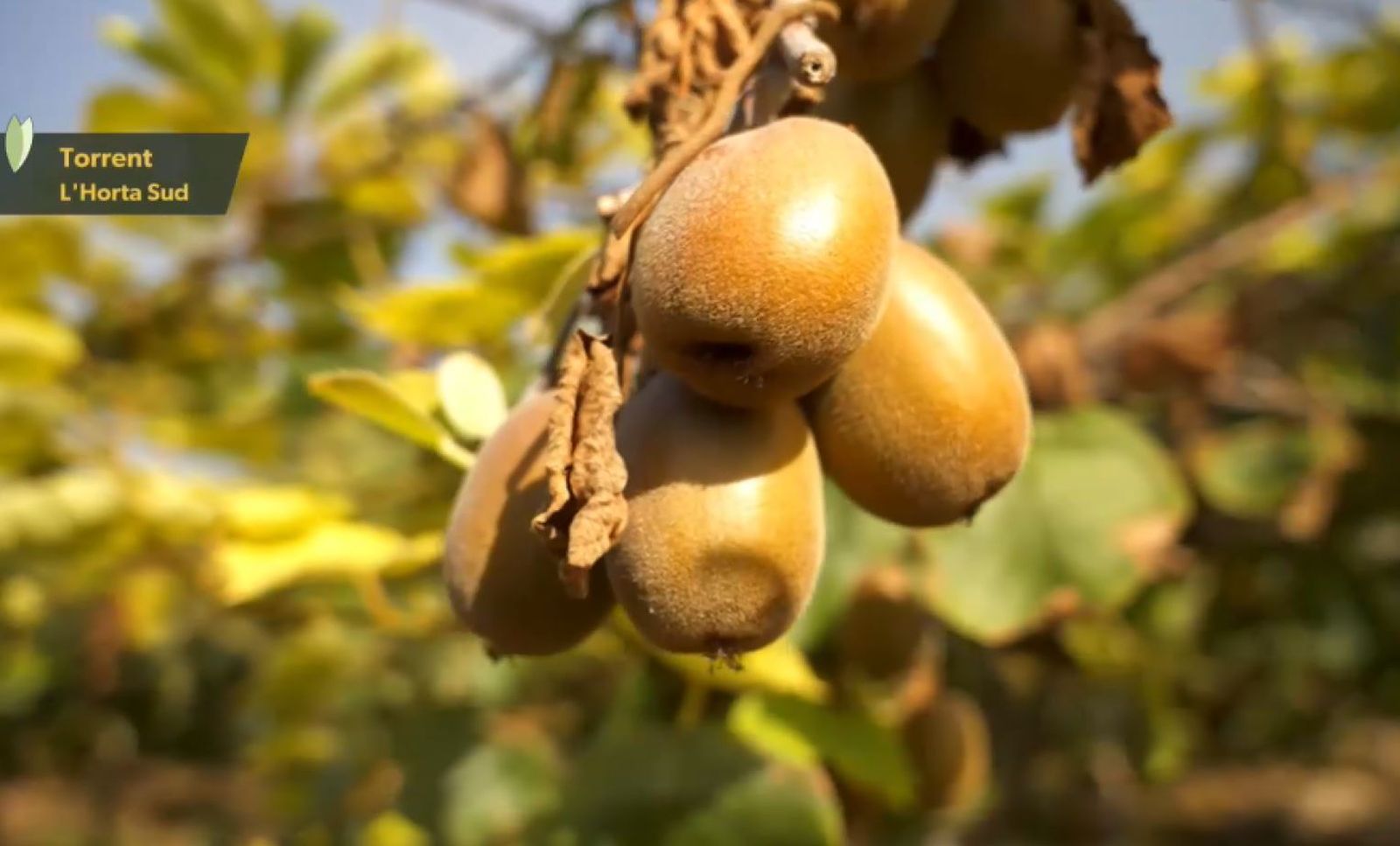 Et mostrem com cultiven el kiwi groc a l'Horta Sud
