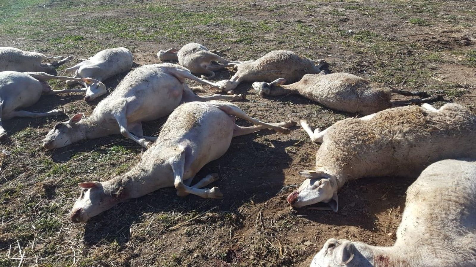 Ovelles atacades per un llop a Ares dels Oms