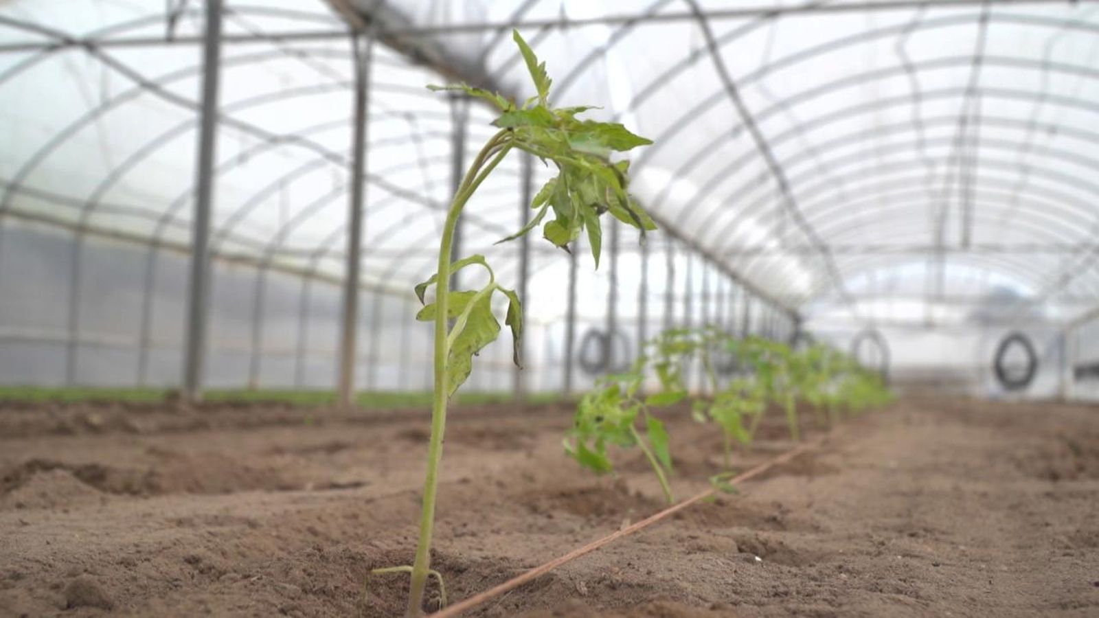 Què és l’efecte d'hivernacle i com hi impacta la producció de gasos massius?