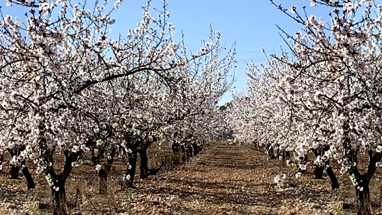 TORREBLANCA, LA PLANA ALTA