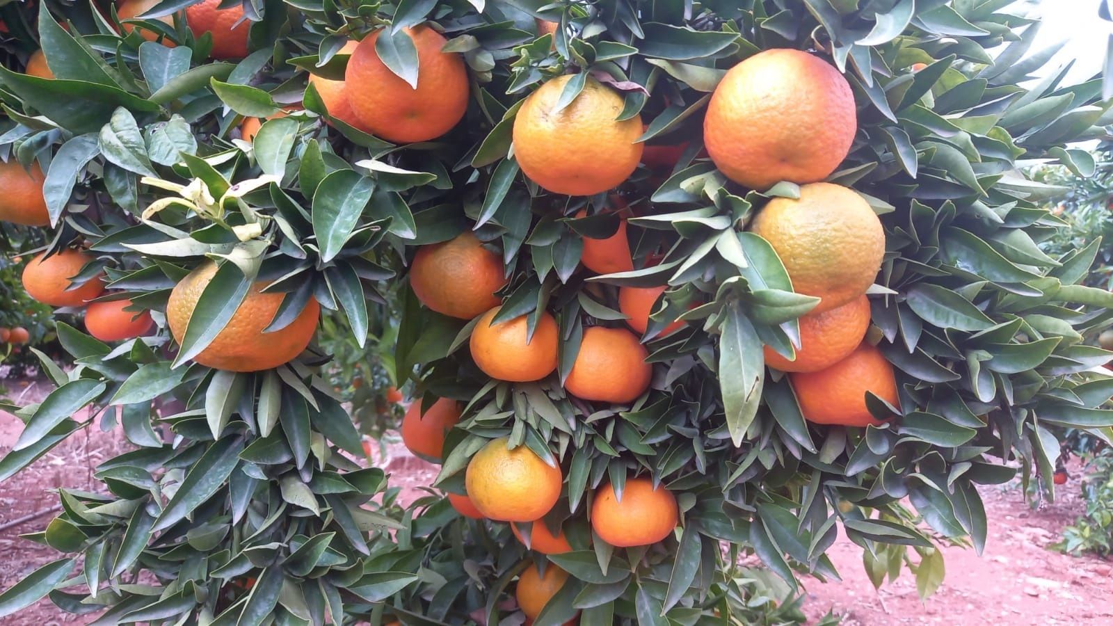 Imatge d'arxiu d'unes arbre de clemenules