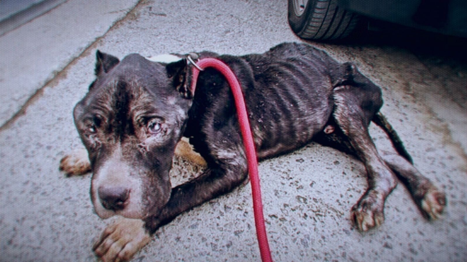 Amb signes evidents de deshidratació, anèmic i ple d’infeccions, així van trobar Matt