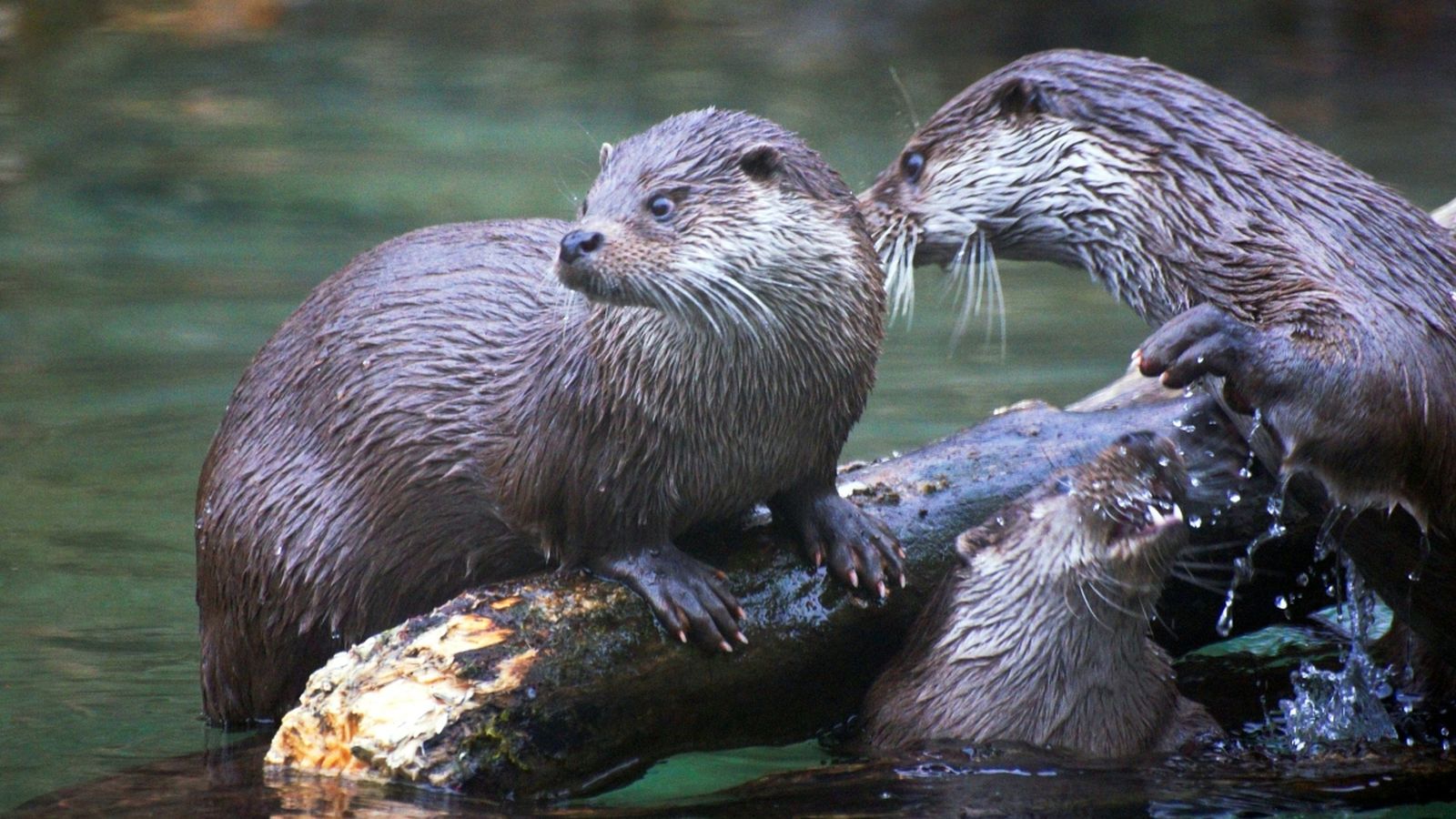 Imatge d'arxiu d'unes llúdries