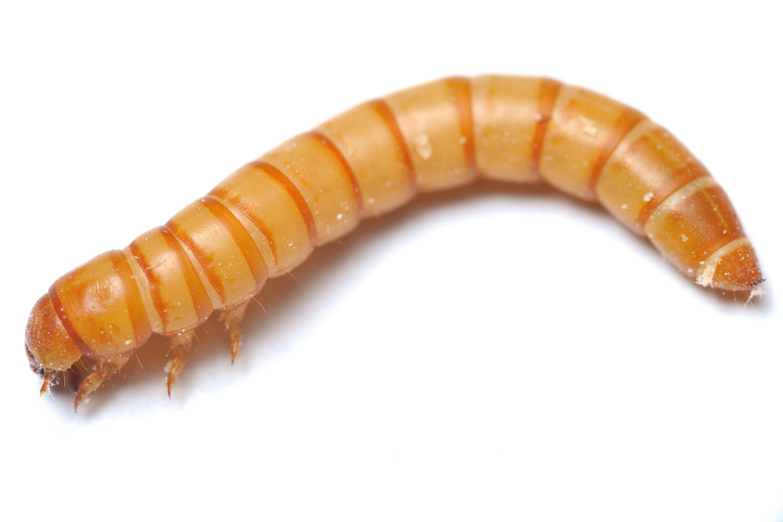 Larva del cuc de la farina ('Tenebrio molitor')