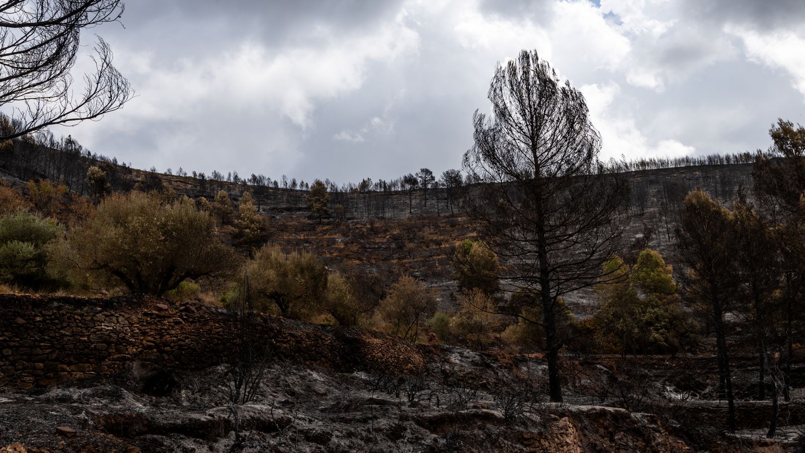 Part del terreny cremat en l'incendi que va provocar un llamp en la serra Calderona