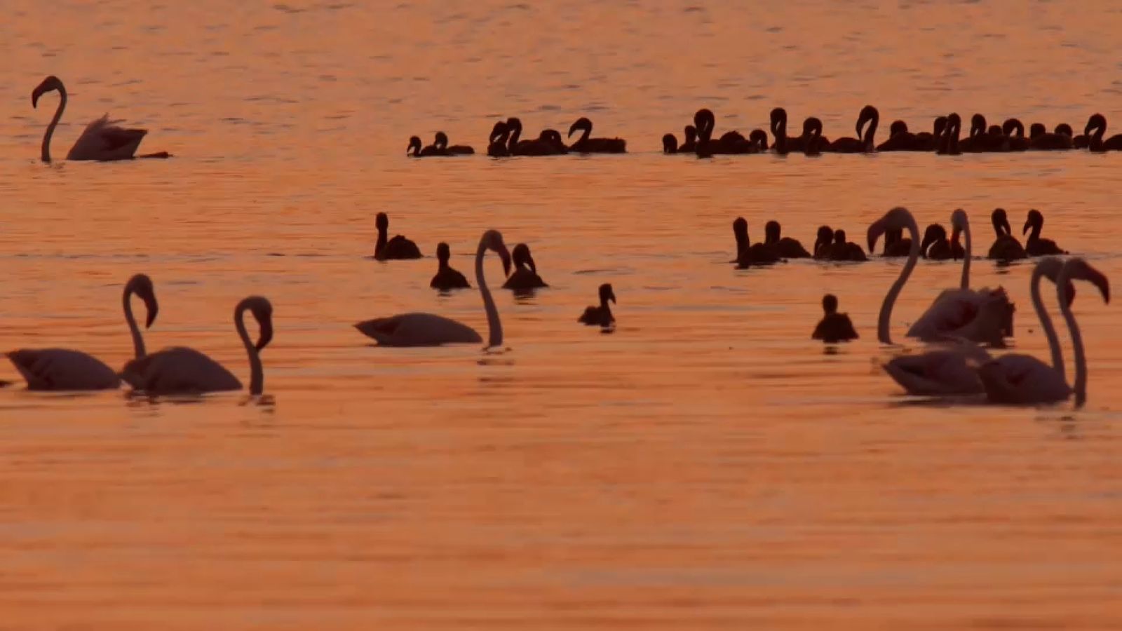 Naixen vora 4.000 polls de flamenc a les llacunes de la Mata i Torrevella
