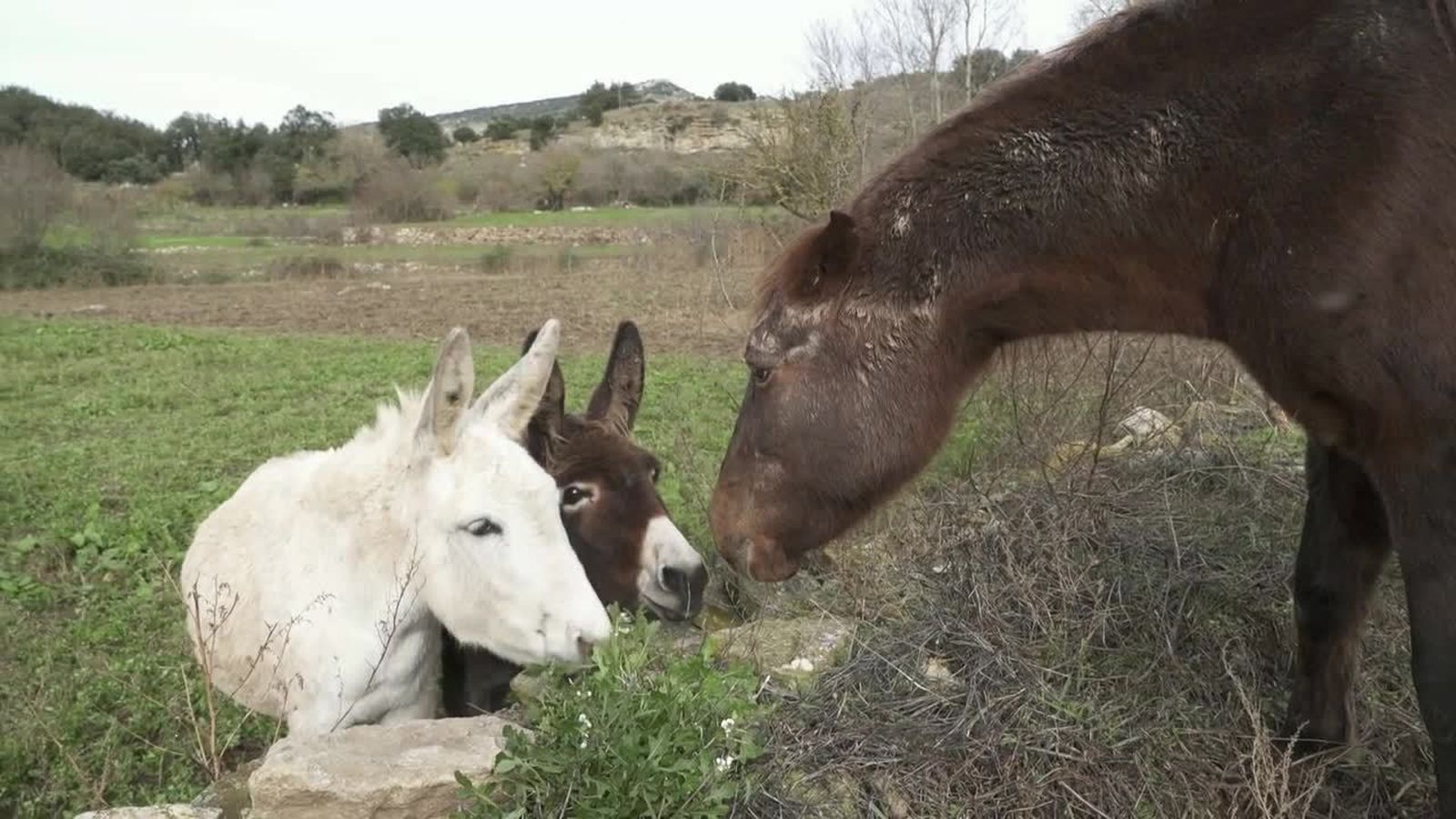 26.01.2019 |  Leo i la gallina Amparo