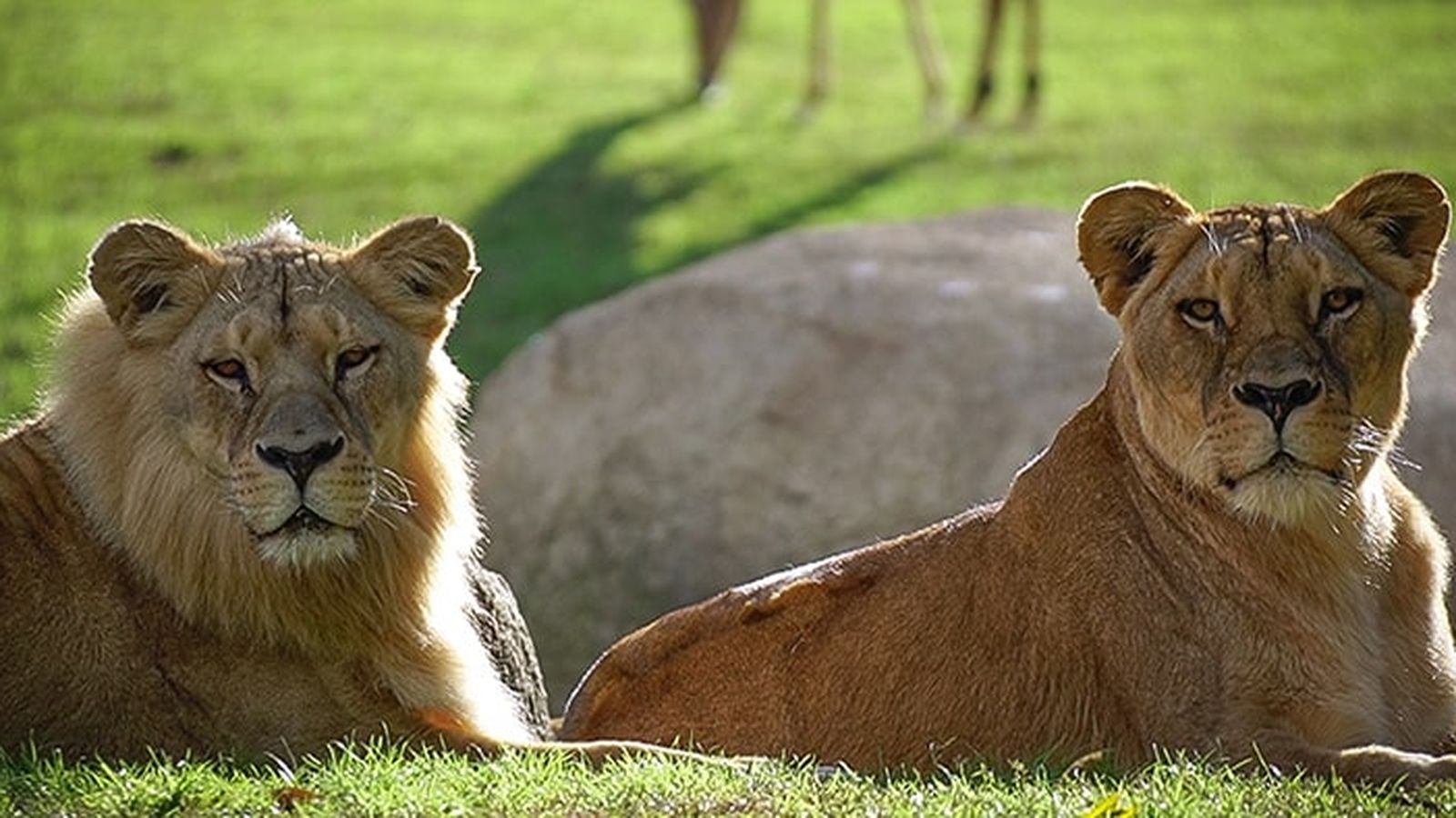 Imatge d'arxiu dels lleons del Bioparc a València