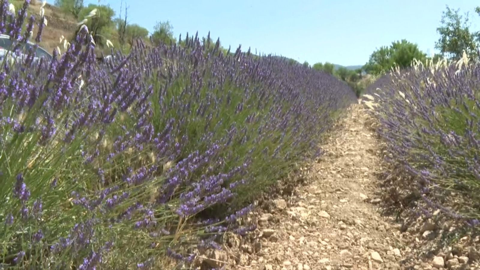 El morat s'obri pas als camps dels Ports amb la floració de l'espígol