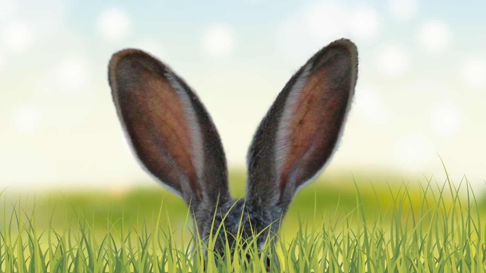 16.06 | Entrevistem la llebre del conte