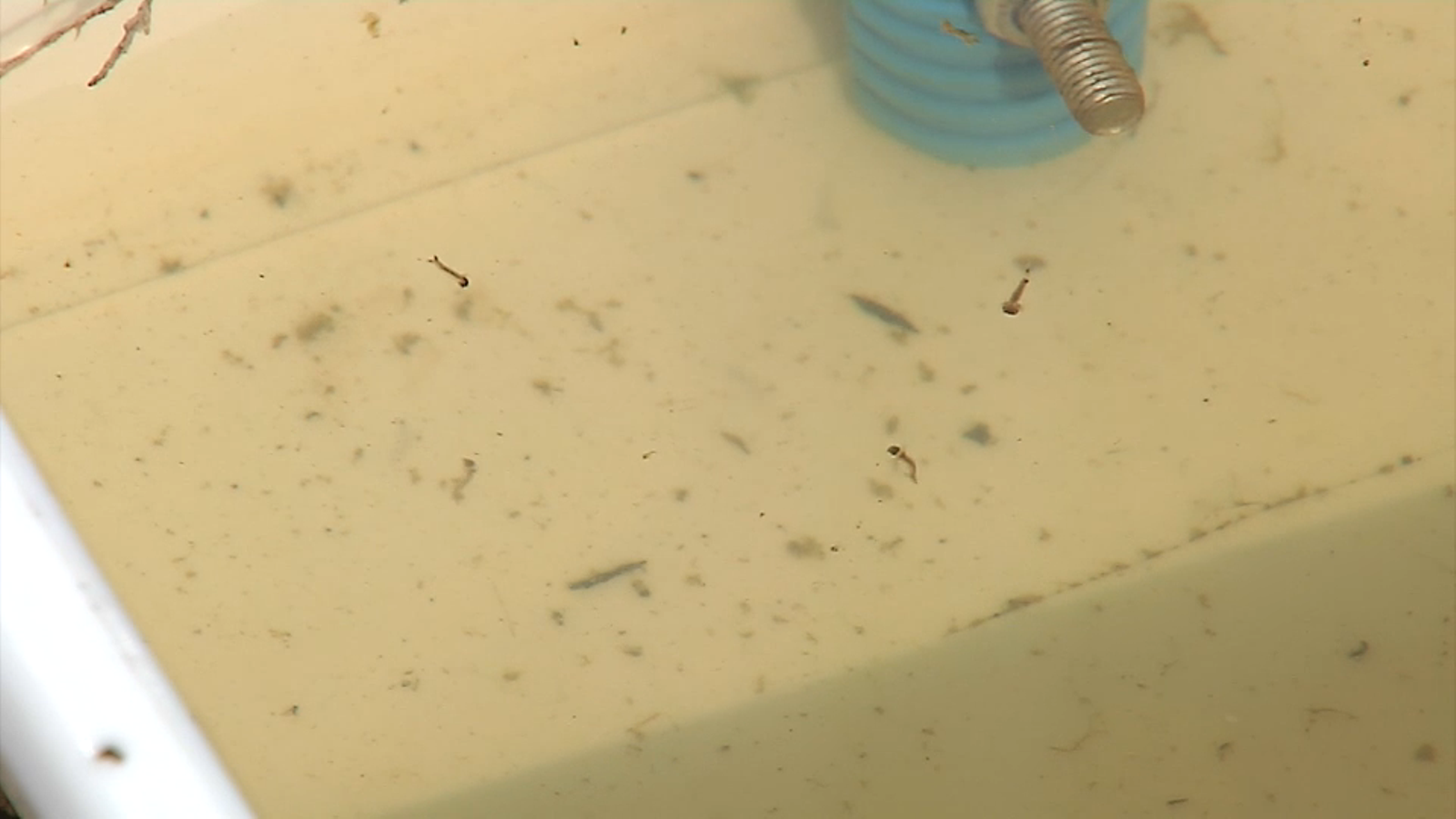 Mostra de larves de mosquits arreplegada a una marjal