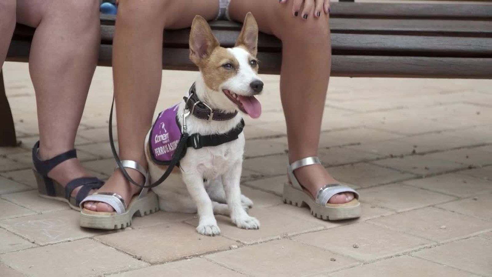 16.09.2018 | Laika, la gosseta d’alerta mèdica