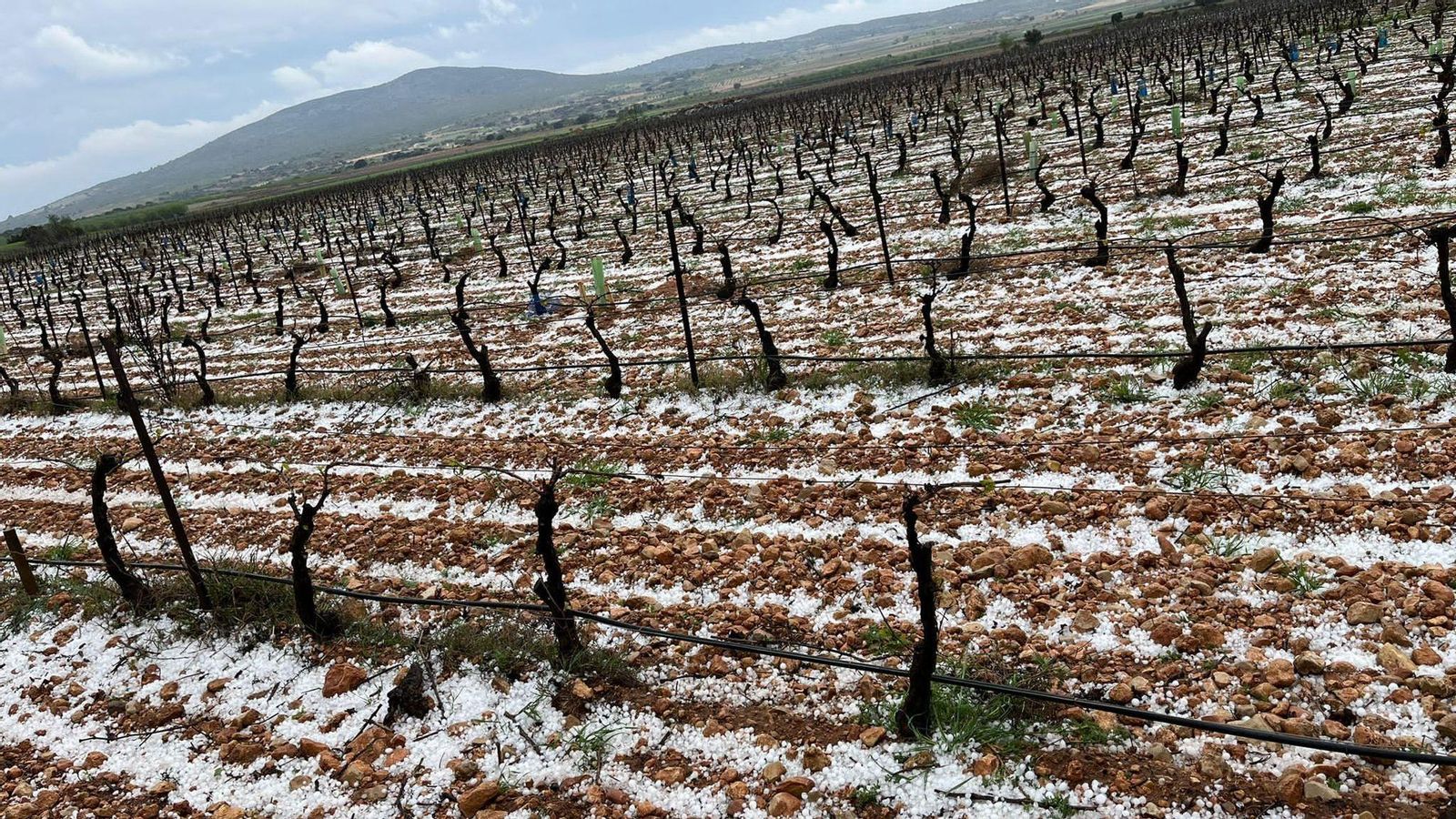 Una parcel·la de ceps de Camporrobles, un dels termes més afectats pel granís d'aquest dilluns
