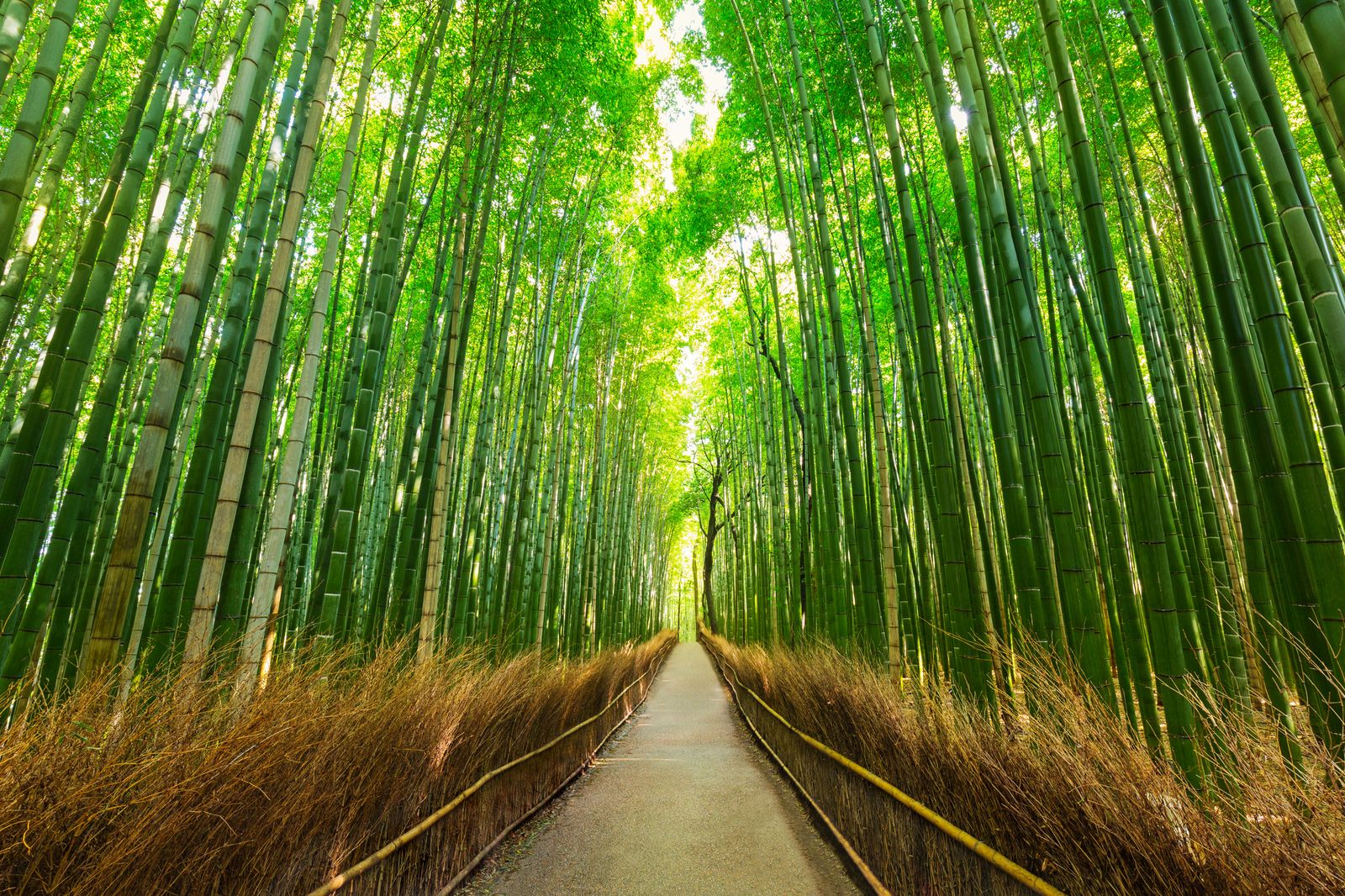 Bosc de bambú d'Arashiyama
