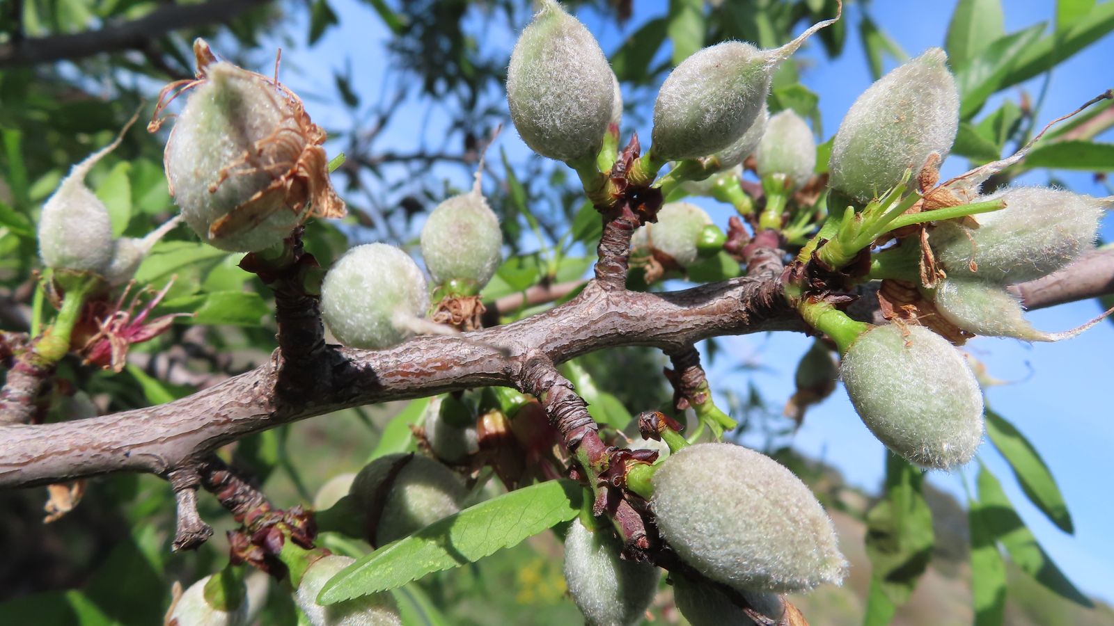 10MIGUEL BELDA. Banyeres de Mariola, l'Alcoià