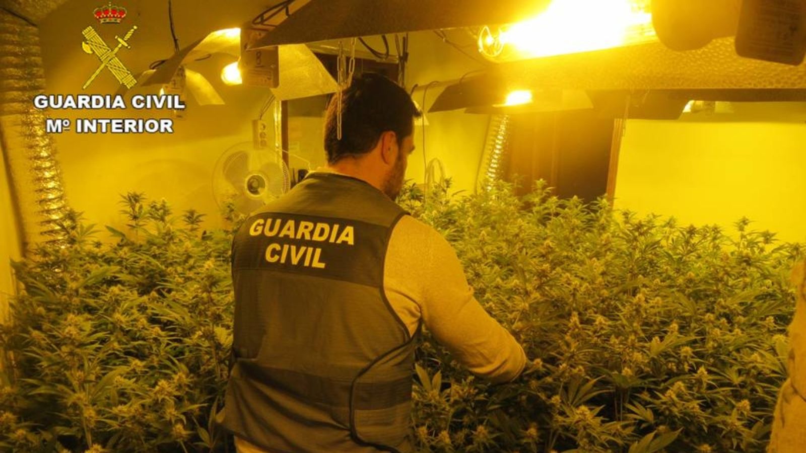 La Guàrdia Civil desmantella una plantació interior de marihuana a Alcoleja