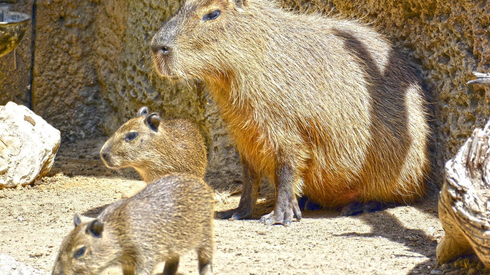 Naixen dos capibares a Terra Natura Benidorm
