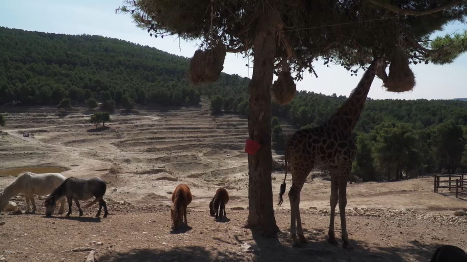 Prop de Penàguila una empresa gestiona un safari