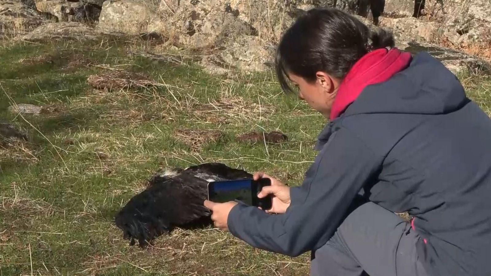 Una àguila imperial morta per enverinament