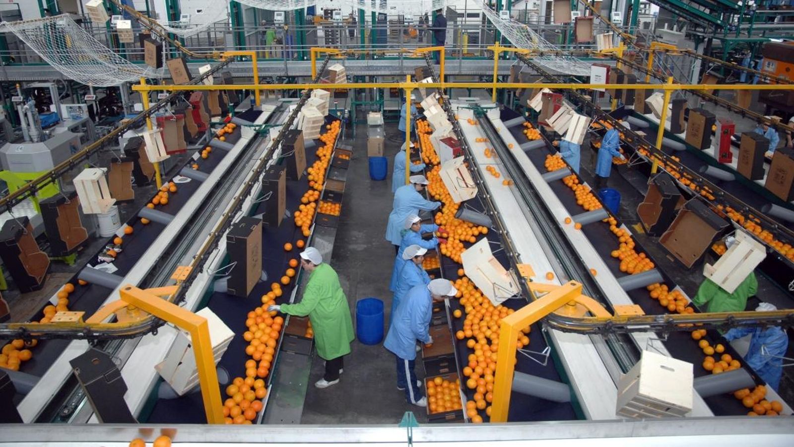 Cooperativa de producció de taronges, en una imatge d’arxiu