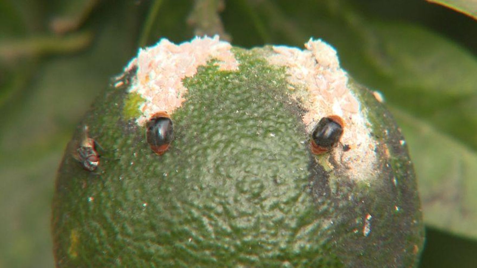 Una imatge d'un cítric afectat per cotonet