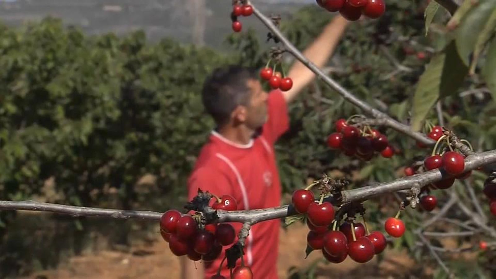 La sequera afecta la cirera de la Salzadella