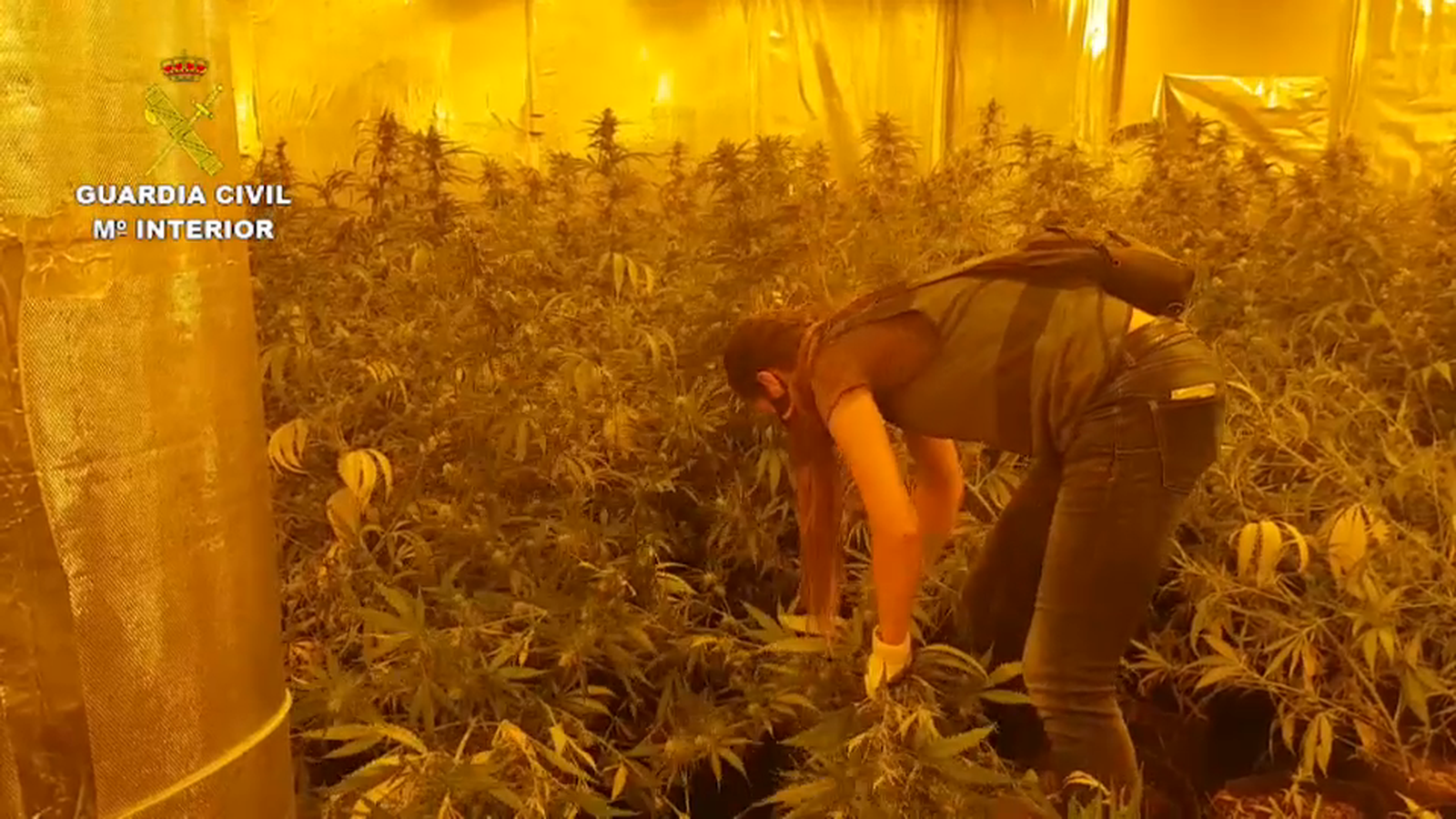 Detenen cinc persones i confisquen 3.000 plantes de marihuana en una operació a Alacant