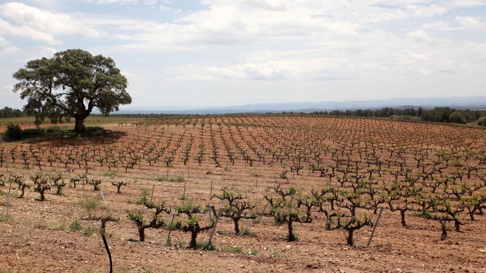 Imatge d'arxiu d'una explotació agrícola valenciana