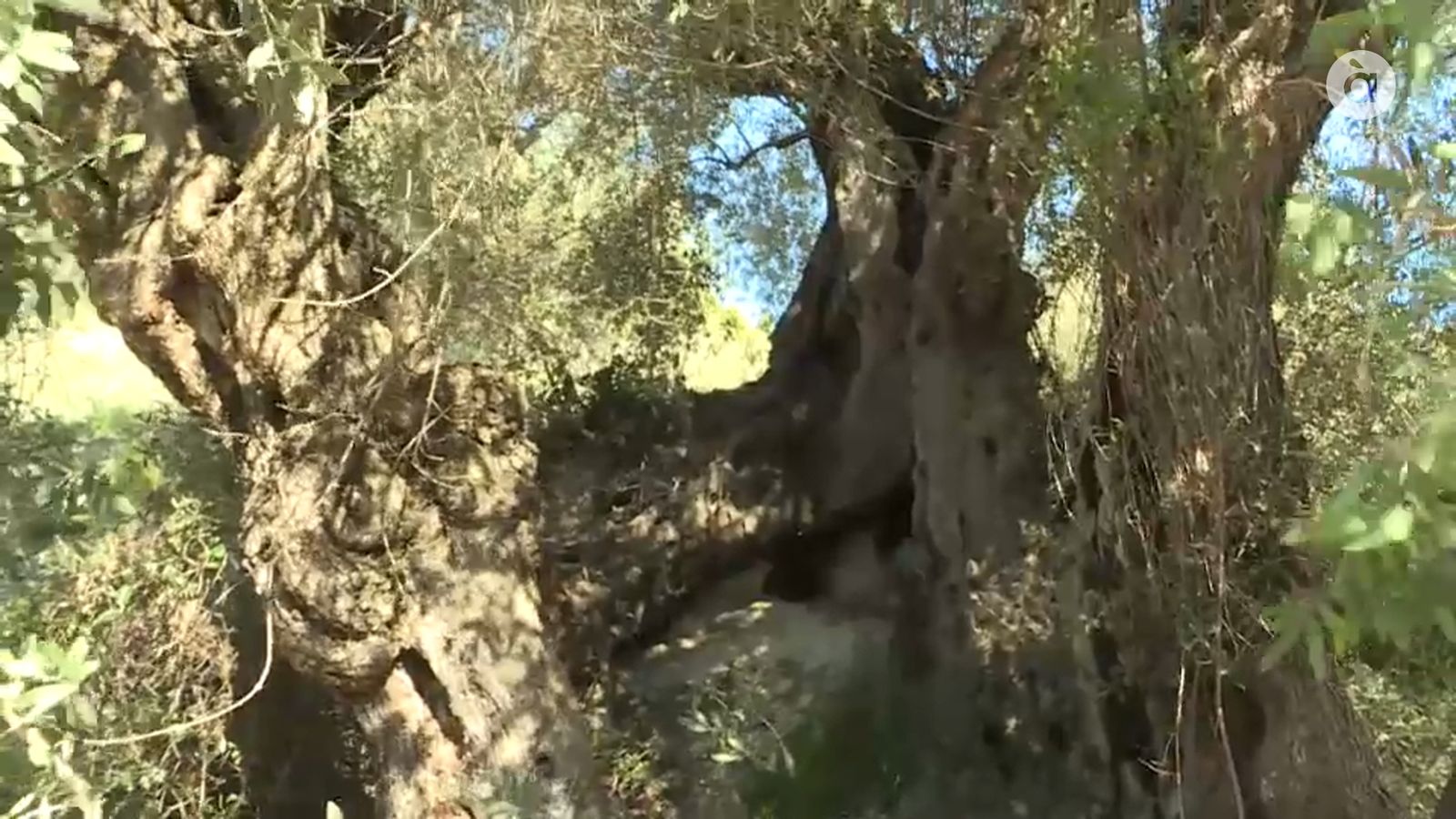VÍDEO | Oli d\'olivera mil·lenària