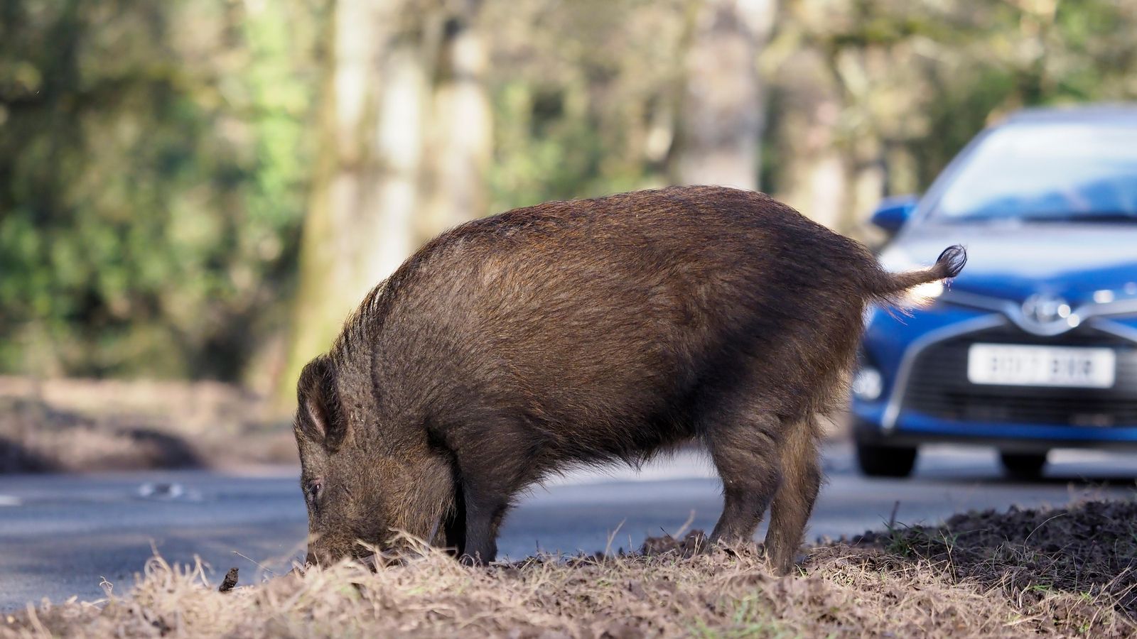 Imatge d'arxiu d'un porc senglar a la carretera
