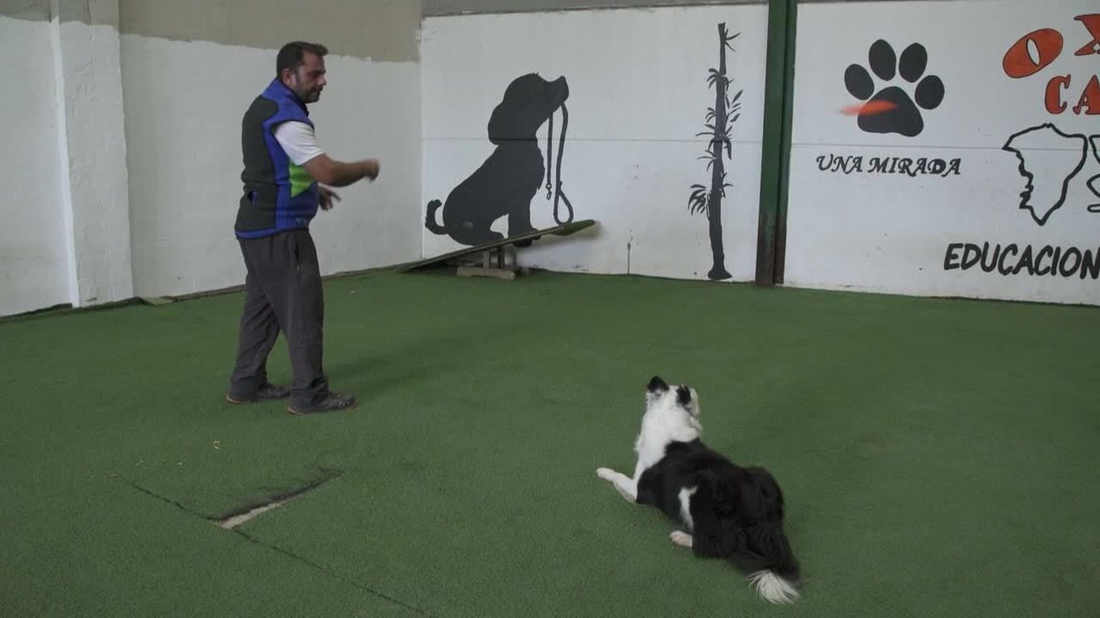 10.11.2018 | Gus, el gos campió de frisbi
