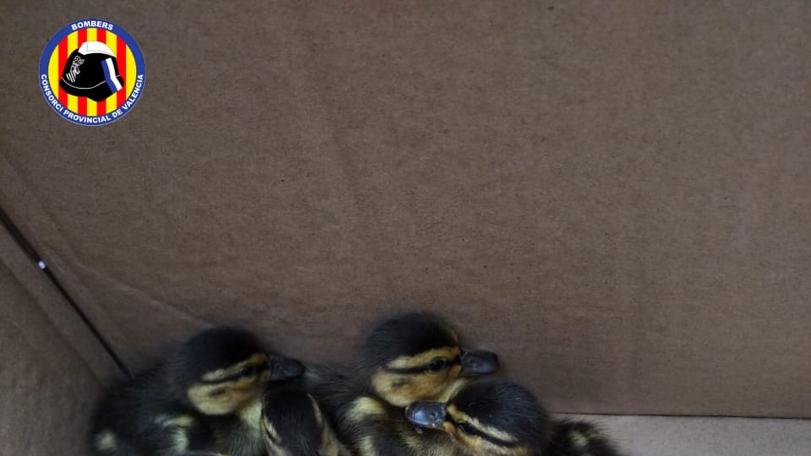 Anecs rescatats a Cullera