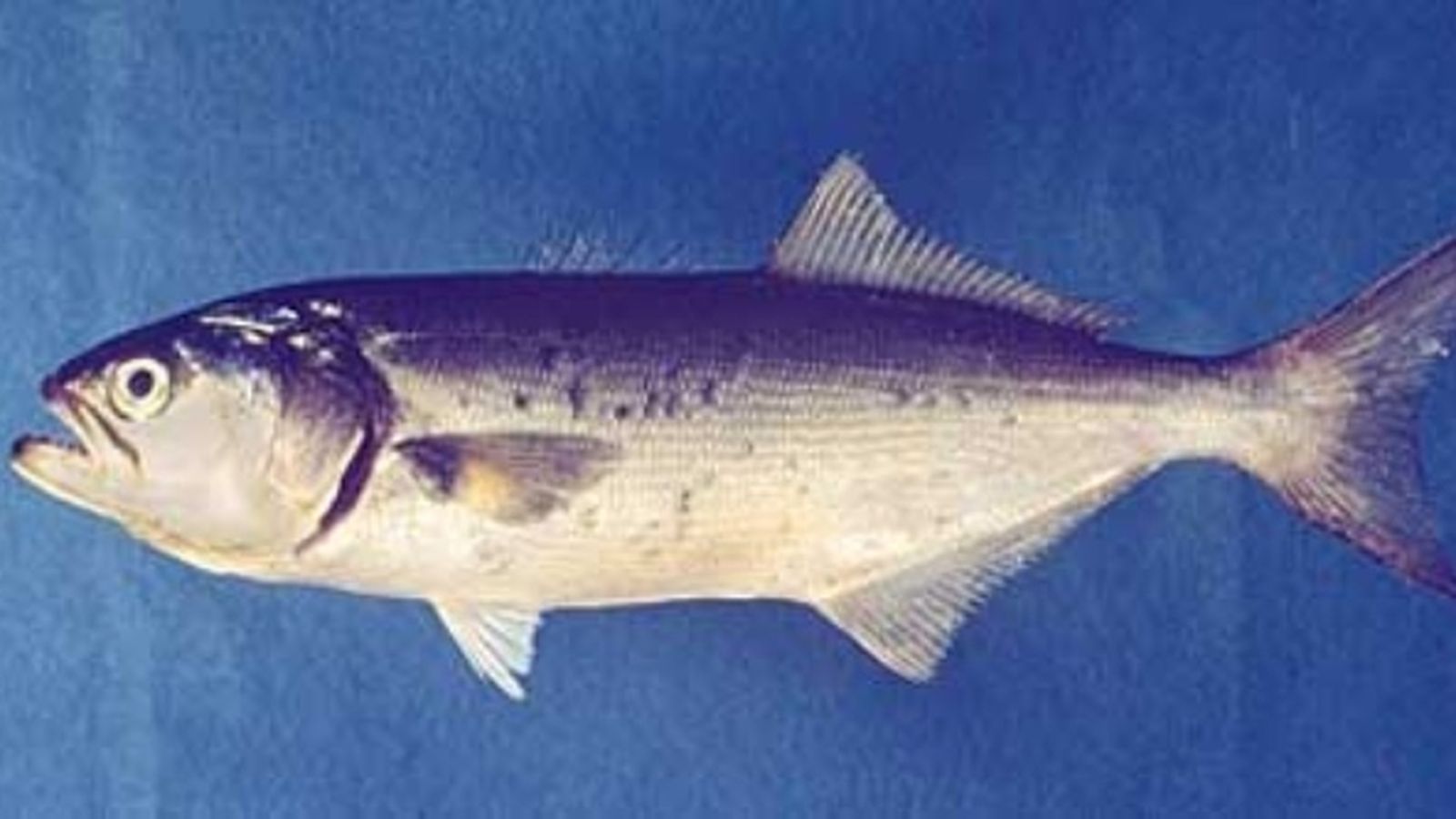 Un exemplar del peix tallahams