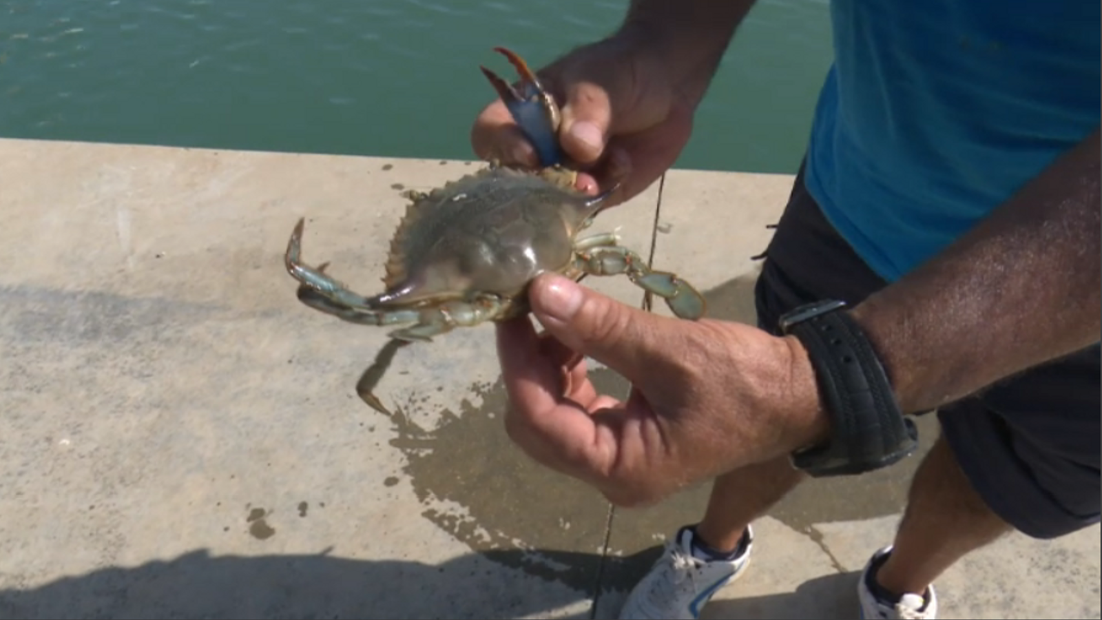 El cranc blau és una espècie invasora, sense depredadors naturals i molt agressiva