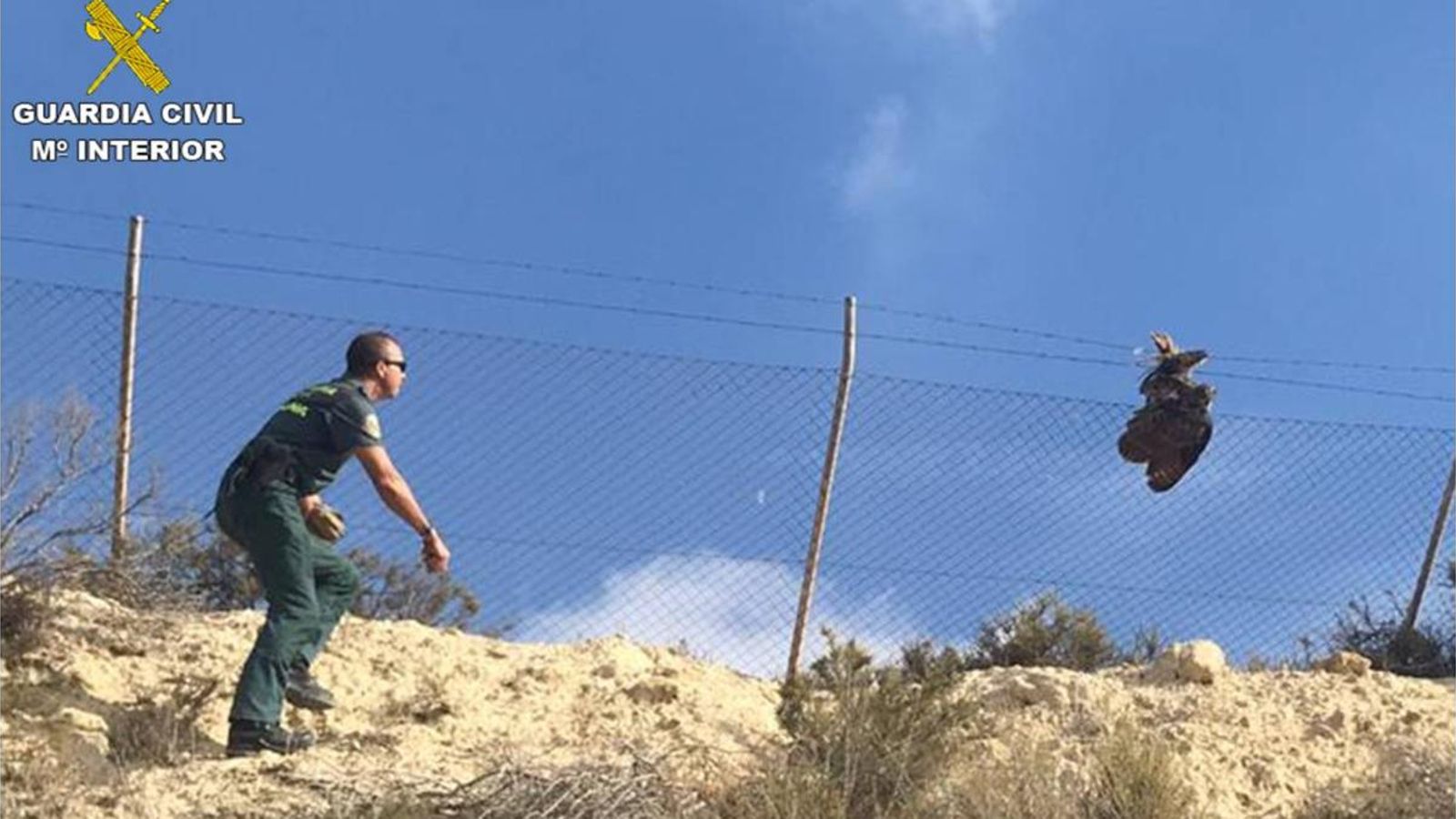 L'au estava immobilitzada i ferida pel fil d'aram