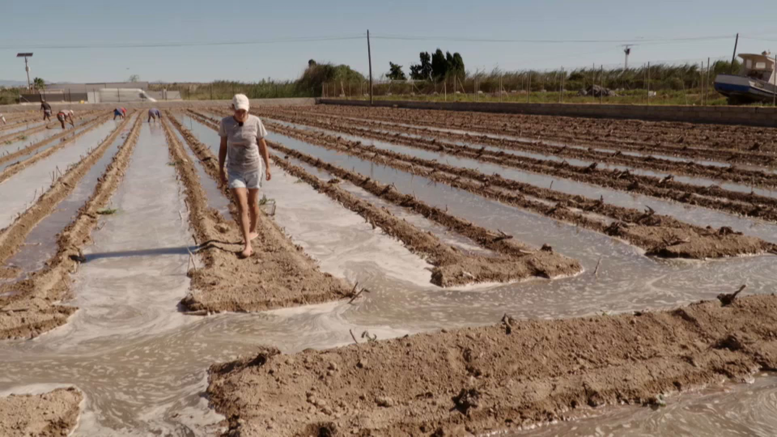 Elena li dona les carxofes a Hèctor