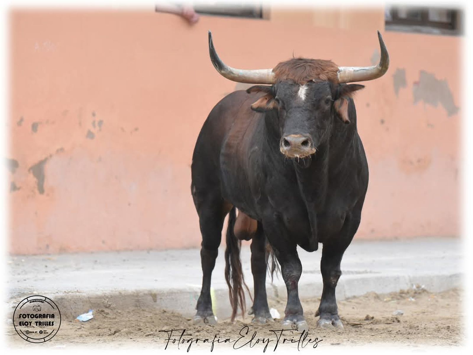L’espectacle s’anomena 'Vesprada de bou per la vila'