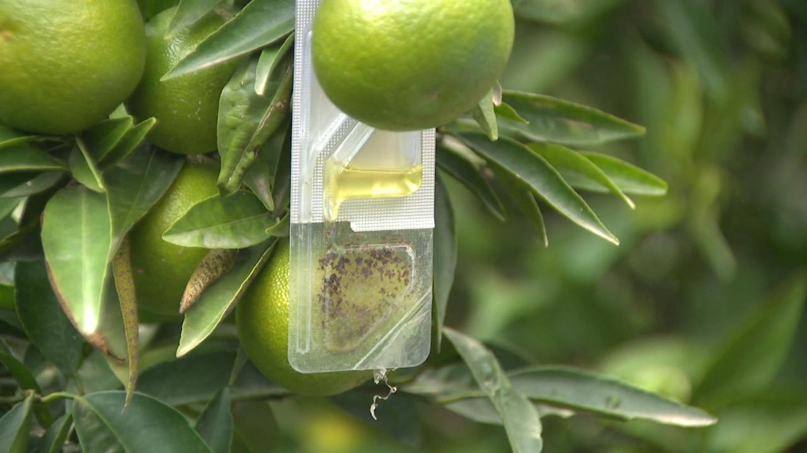 Llauradors de la Plana Baixa desenvolupen un tractament contra el cotonet