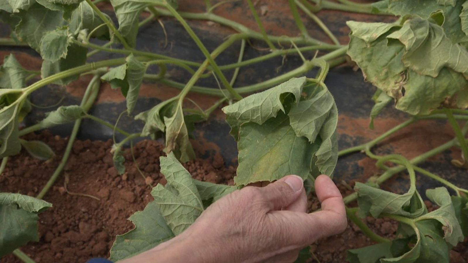Imatge d'una de les plantes monitorades per a comprovar la resistència a l'estrés hídric