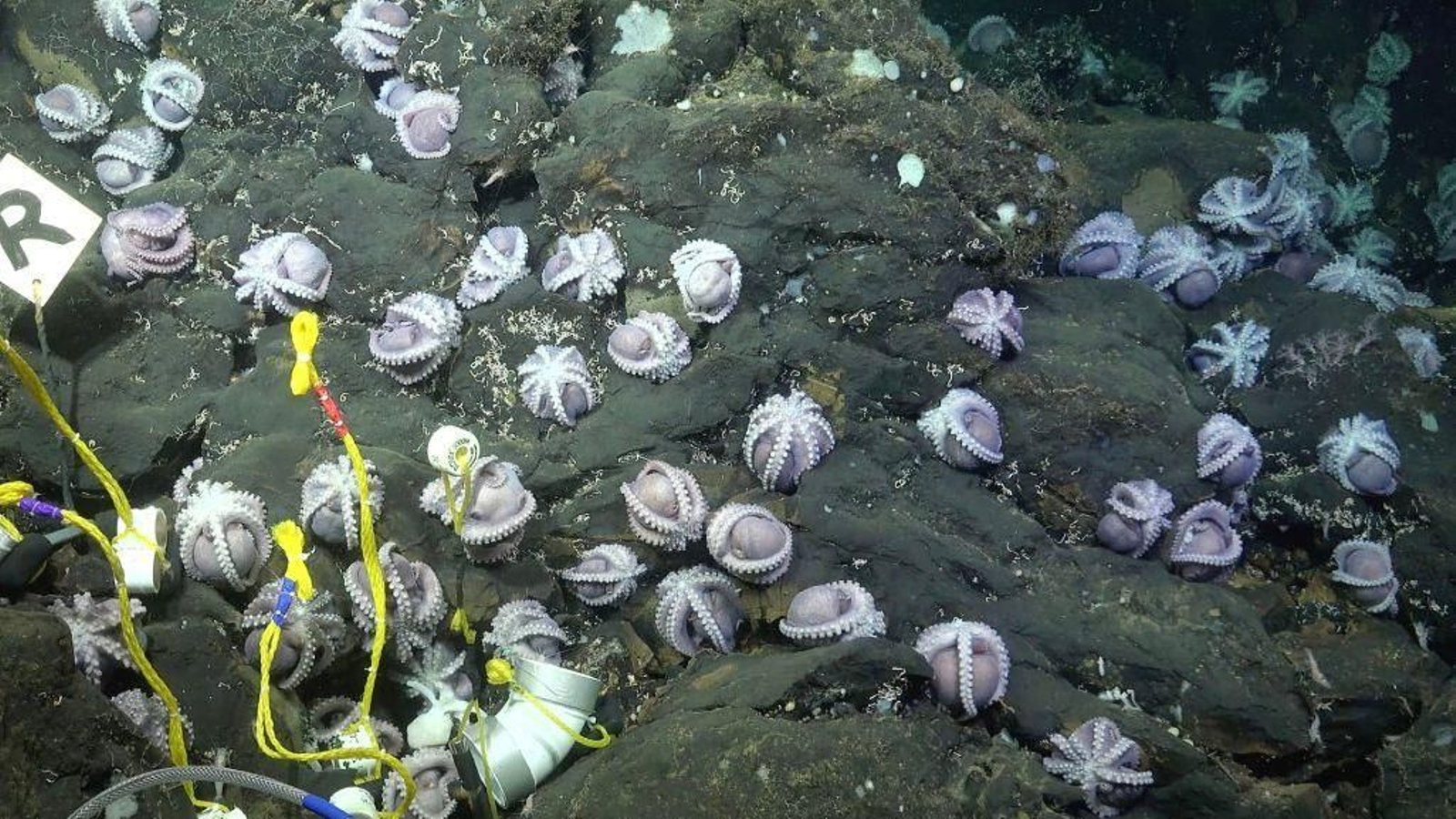Diversos exemplars del polp daurat recentment descobert
