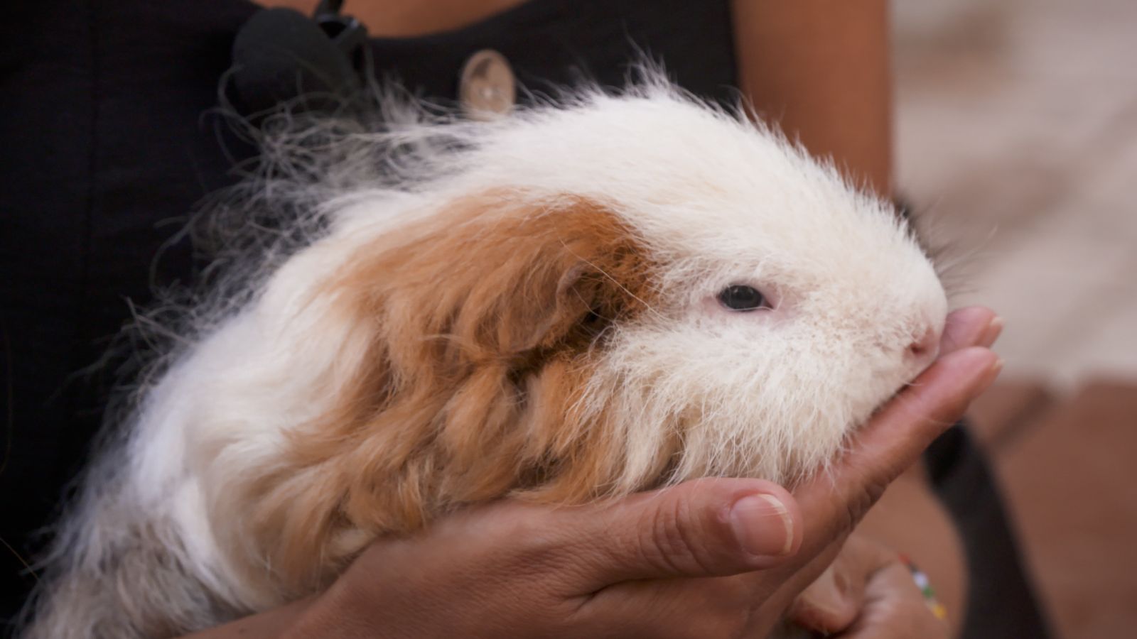 Animalades | Recuperació i acció