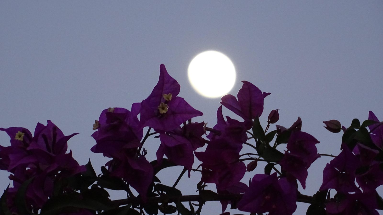 Lluna de les flors