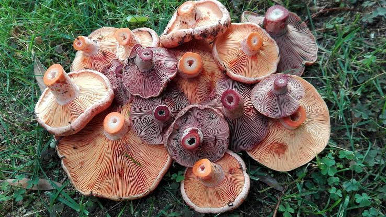 El cromatisme entre els rovellons (Lactarius deliciosus) i els esclata-sangs (Lactarius sanguifluus)